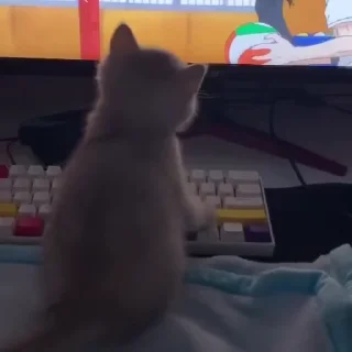 💻