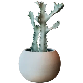 🌵