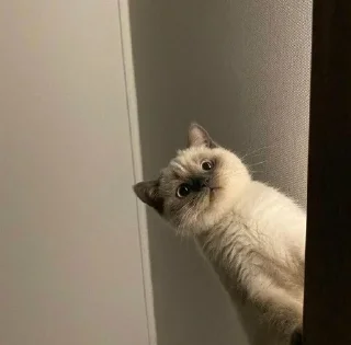 🐱