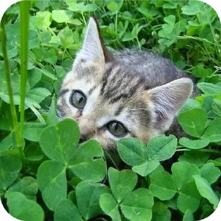 🐱