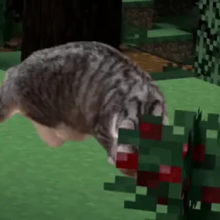 😺