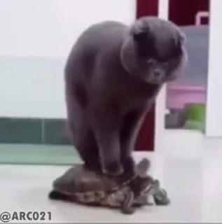 🐢