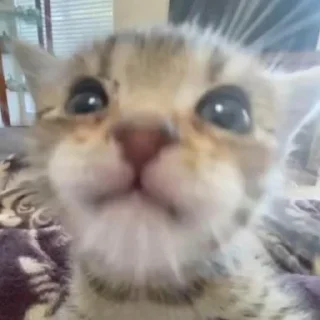 😇