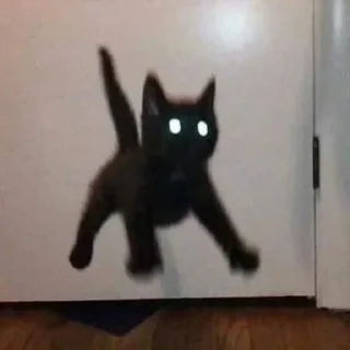 🪰