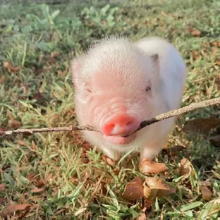 🥺