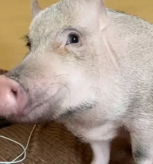 🐷