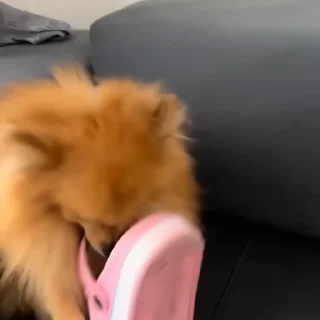 🐶