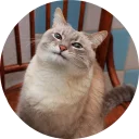 🐱