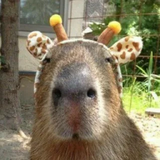 🦒