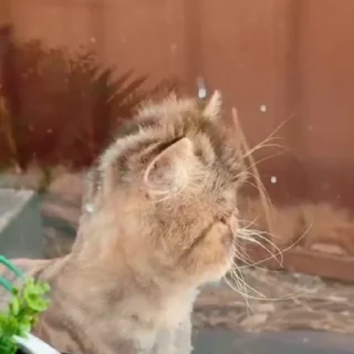 🐈