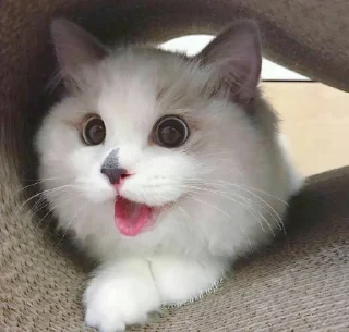 😍