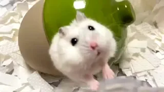🤩