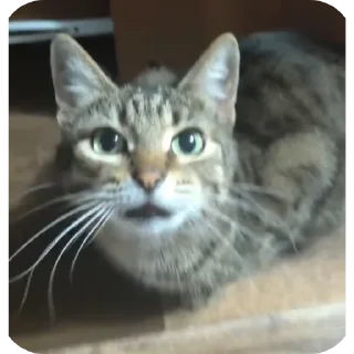 🐱
