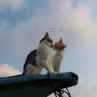 😻
