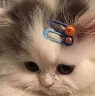 🥺