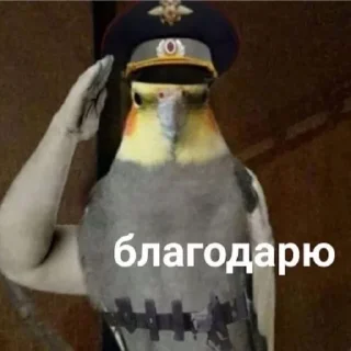 🫡