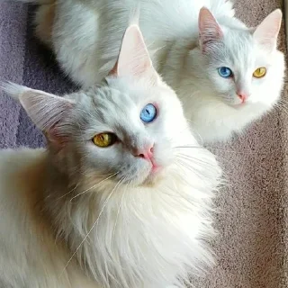 🐱