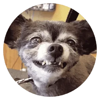 🐶