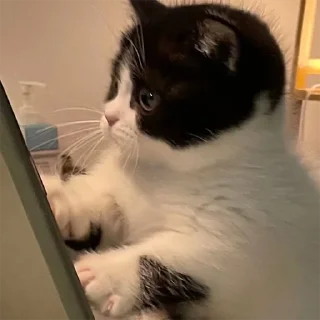 🐈