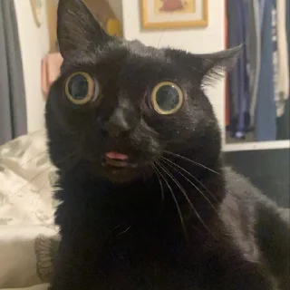 🤪