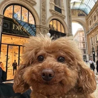 🌟