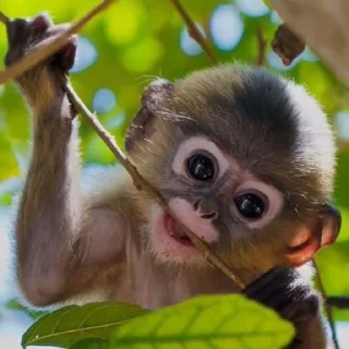 🐒