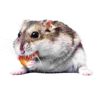 🐹