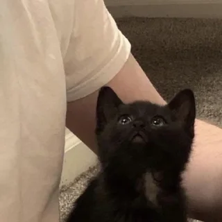 😺