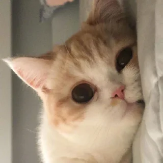 🤍