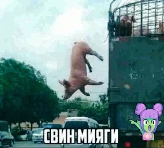 🐷