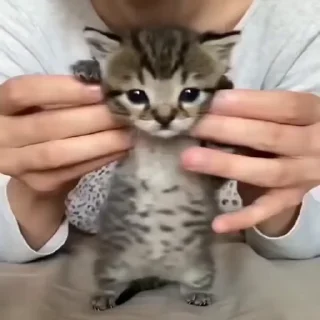 kitty'їs @chirpani