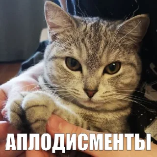 👏