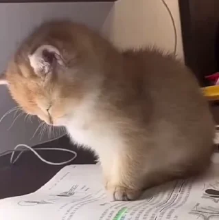 🐱