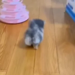 🐾