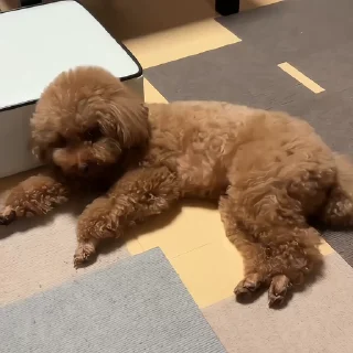 🐶