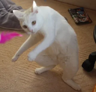 🐱