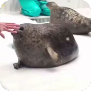 👏