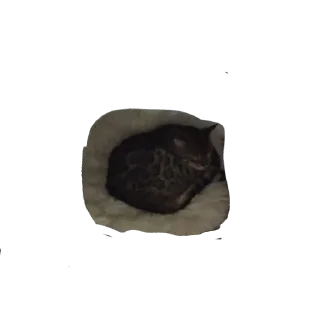 🐱