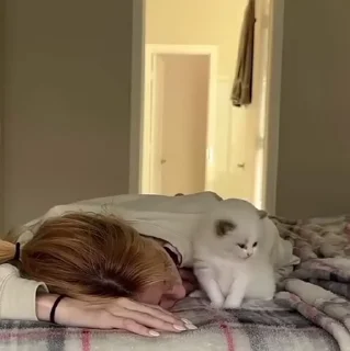 🐱