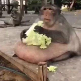 🥬