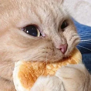 🌮