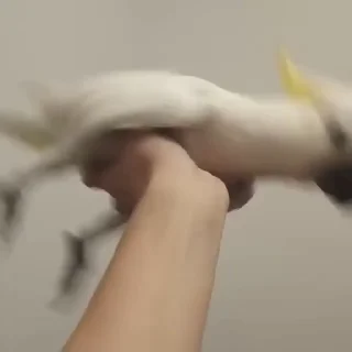 🌟