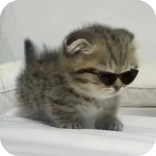 🐱