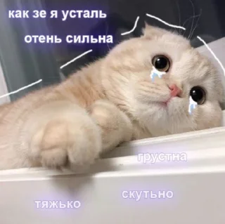 😿