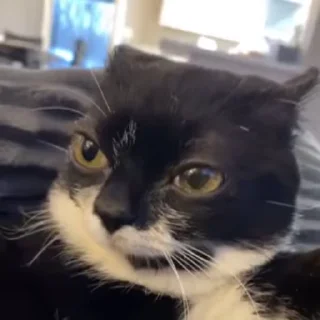 🌟