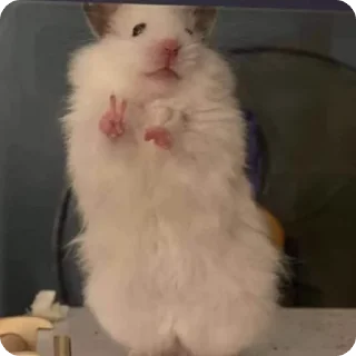 ✌️