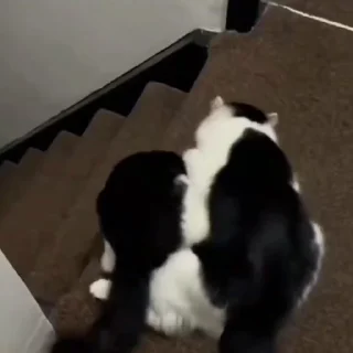 🤩