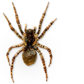 🕷