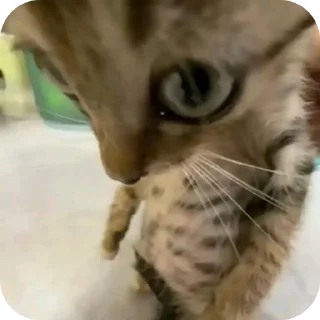 🐱