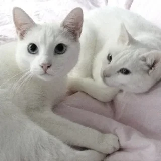 🤍